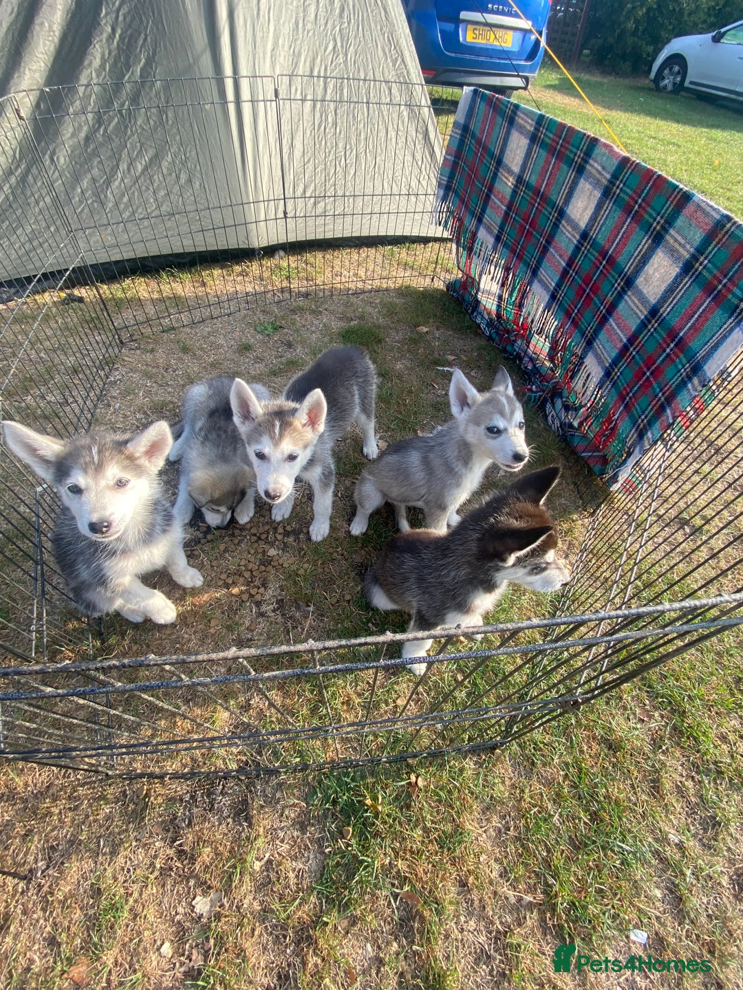 Utonagan dogs for sale: Husky/ malamute pups  - Image 2