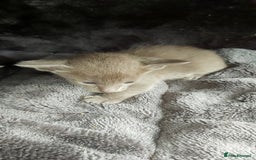Oriental cats for sale: Full Pedigree Oriental 6 Kittens XL size ears GCCF - Image 18