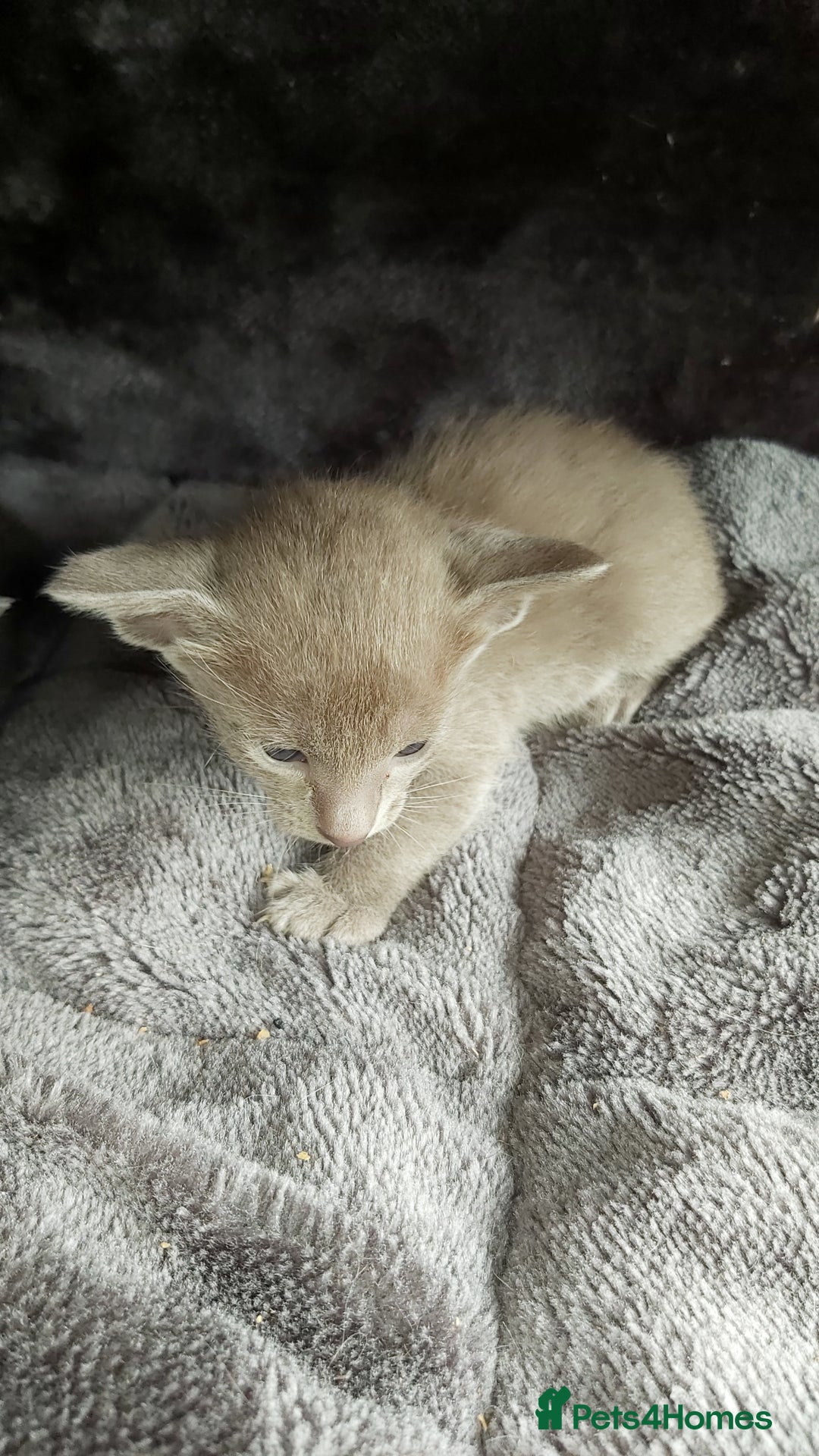 Oriental cats for sale: Full Pedigree Oriental 6 Kittens XL size ears GCCF - Image 18