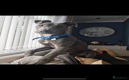 Lurcher dogs for sale: 11 month old male  - Image 3