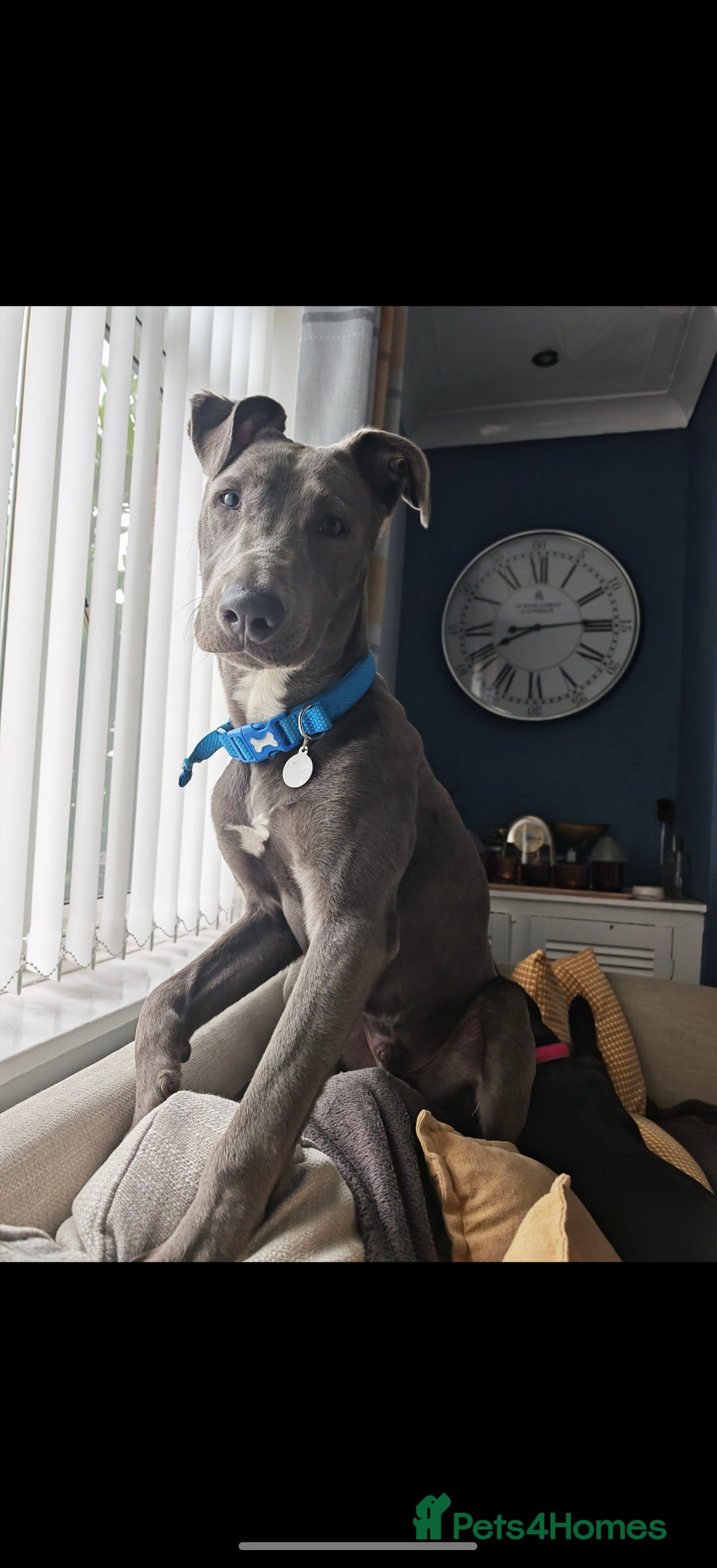 Lurcher dogs for sale: 11 month old male  - Image 3