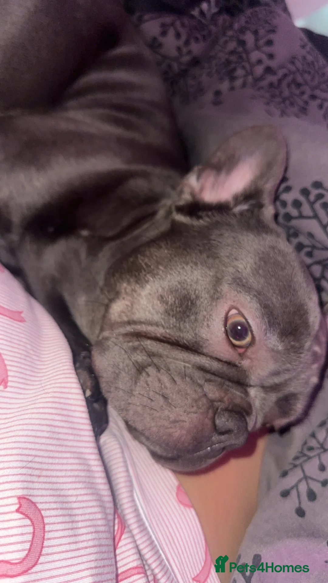 French Bulldog dogs for sale: Hugo the frenchie  - Advert 5
