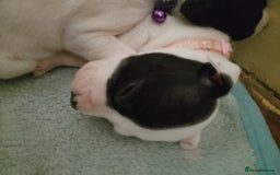 Staffordshire Bull Terrier dogs for sale: Staffie puppies for sale  - Image 1