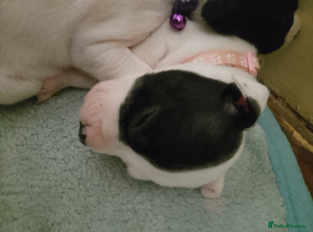 Staffordshire Bull Terrier dogs for sale: Staffie puppies for sale  - Image 1