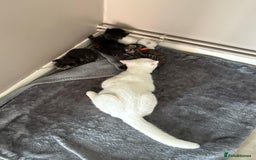 Mixed Breed cats for sale: Mixed breed kittens  - Image 6