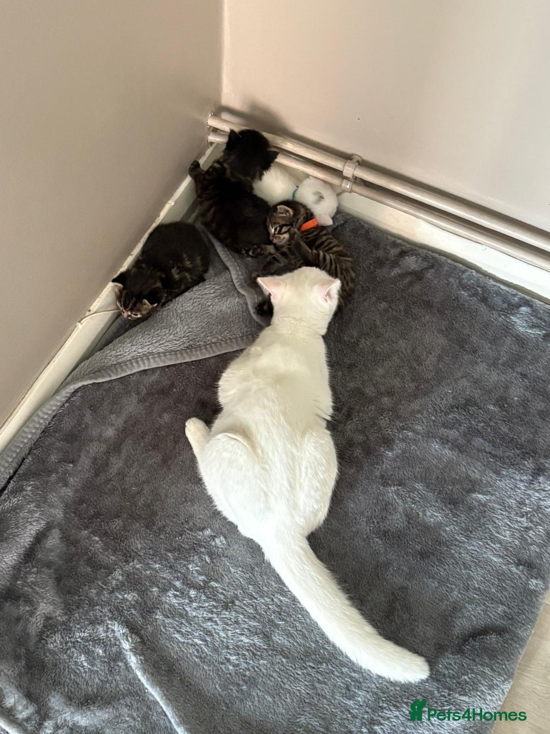 Mixed Breed cats for sale: Mixed breed kittens  - Image 6