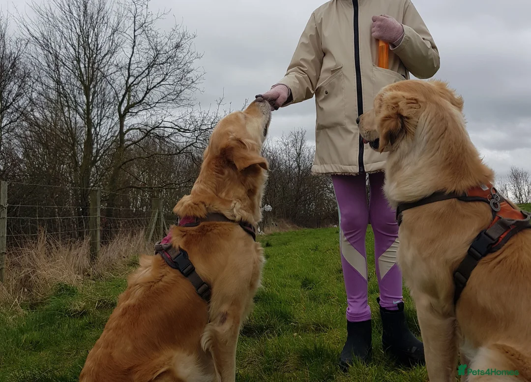 Golden Retriever dogs for sale: Golden Retriever puppies- 3 weeks old - Advert 13