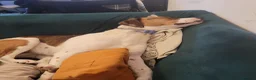 Mixed Breed dogs for sale: Rosie in Coatbridge - Advert 3