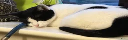 British Shorthair cats for sale: Beautiful kitty - Advert 1