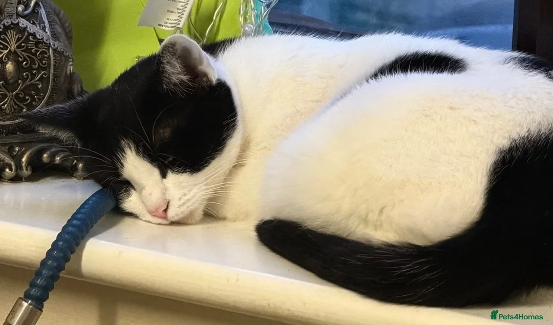 British Shorthair cats for sale: Beautiful kitty - Advert 1