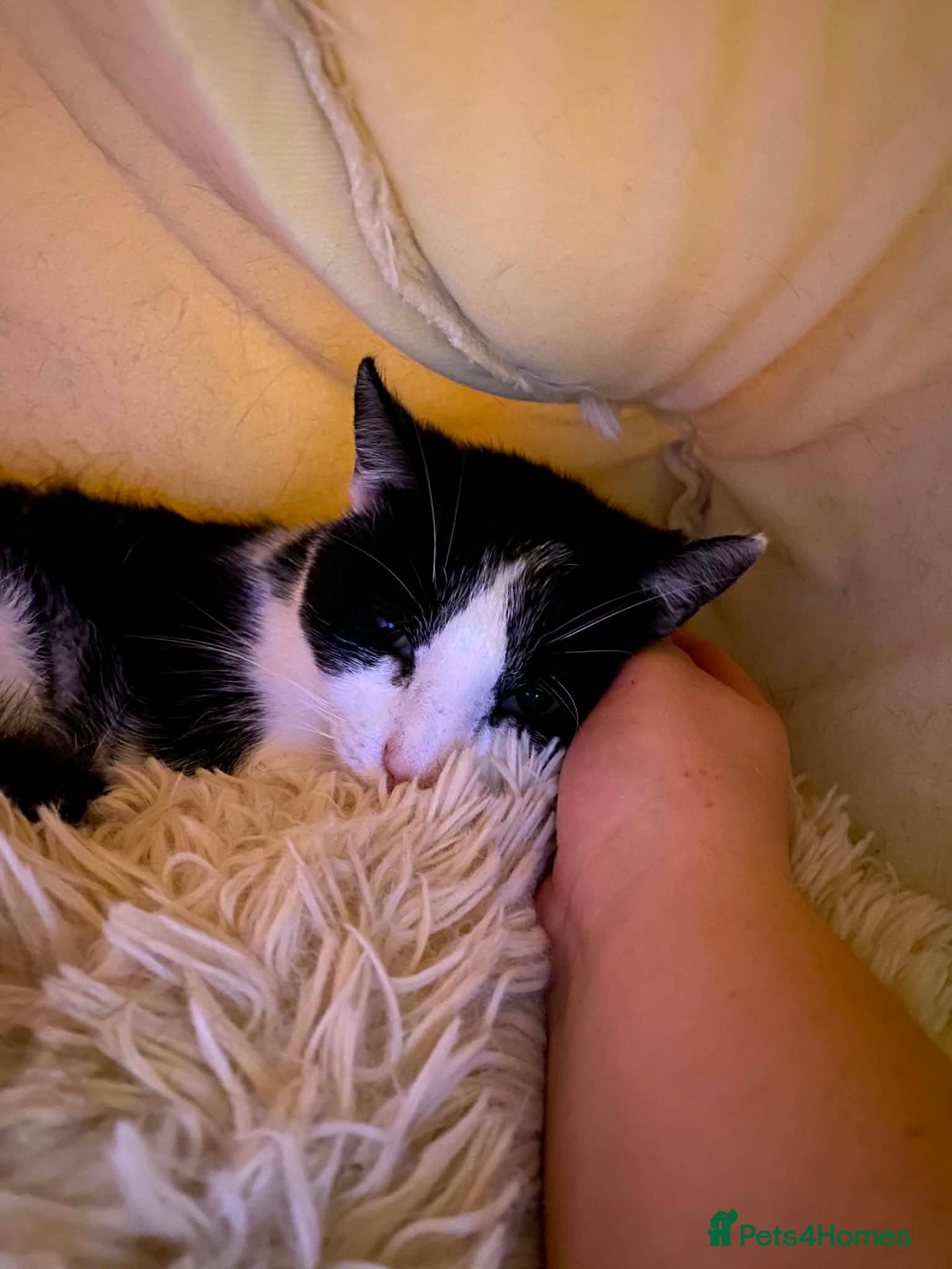 Mixed Breed cats for adoption: Nora -Guildford surrey  in Guildford - Advert 2