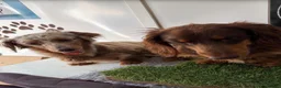 Miniature Dachshund dogs for sale: Long hair miniature dachshund  - Advert 5