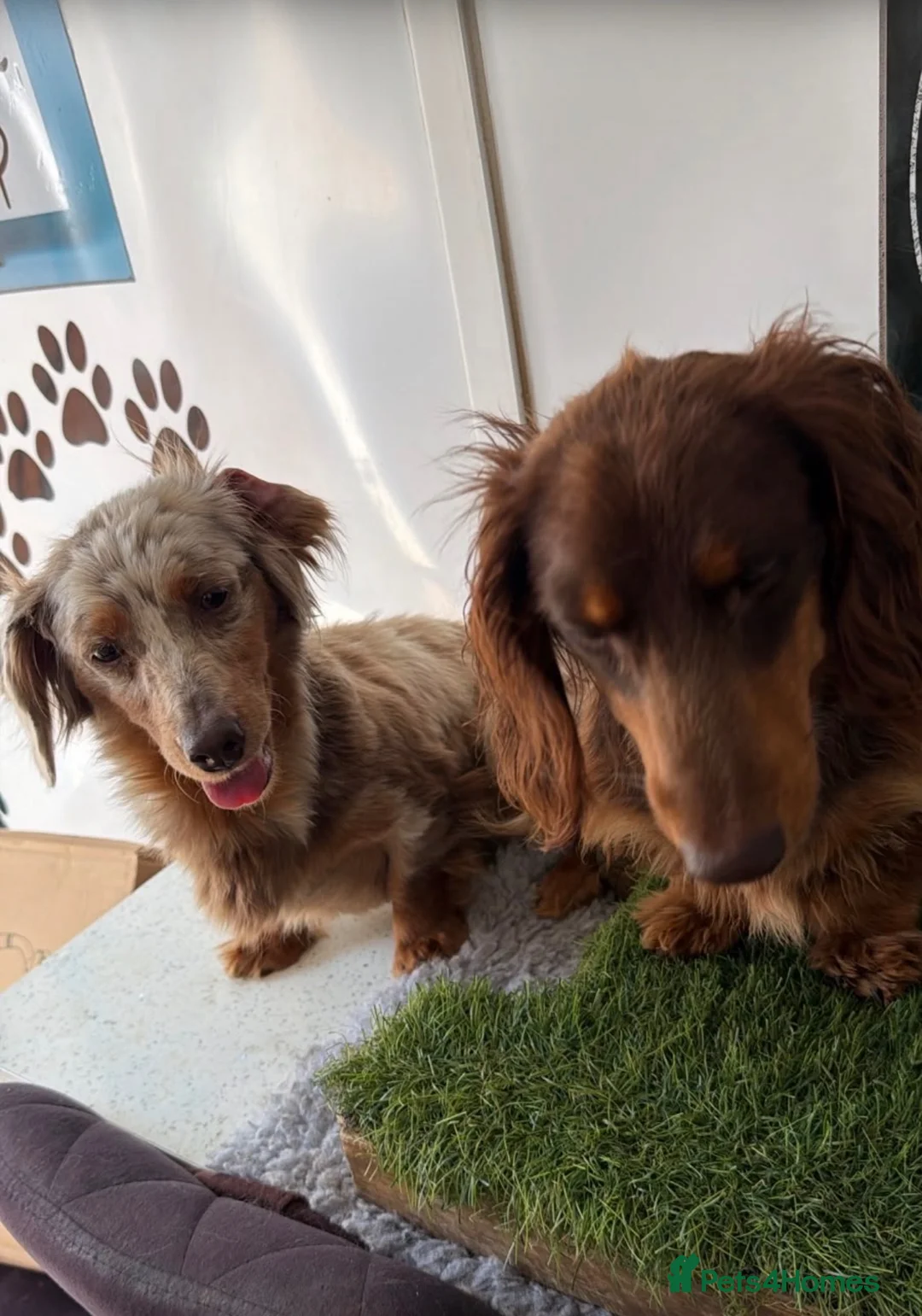 Miniature Dachshund dogs for sale: Long hair miniature dachshund  - Advert 5