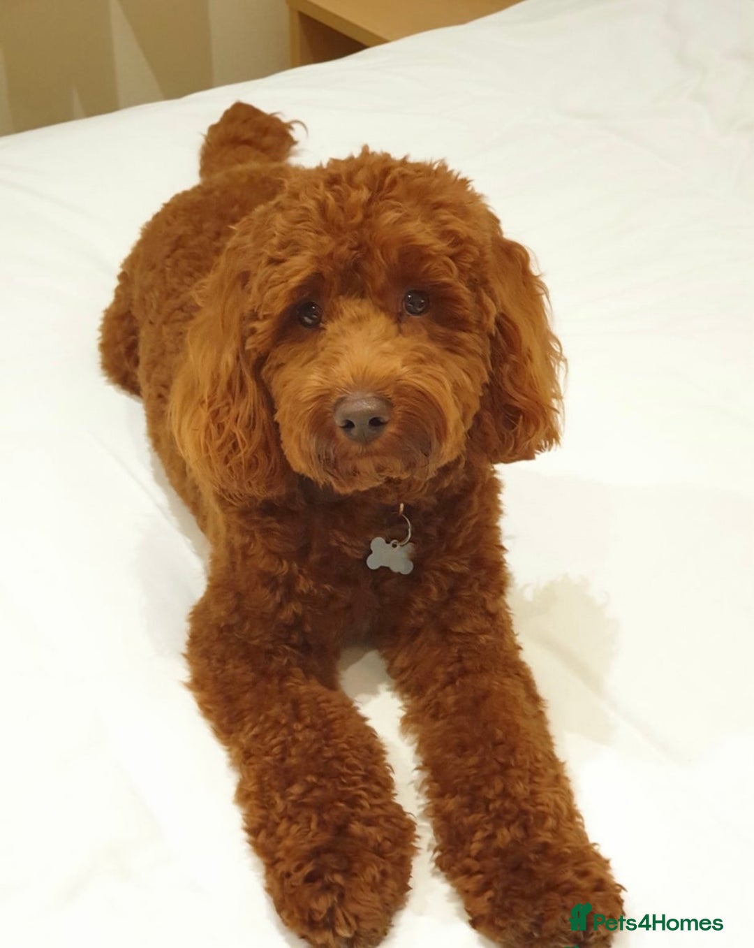 Cockapoo dogs for sale: Mini Cockapoo Puppies Due 4th Sept  - Image 3