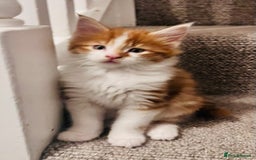 Maine Coon cats for sale: Beautiful Maine Coon x fur babies  - Image 12