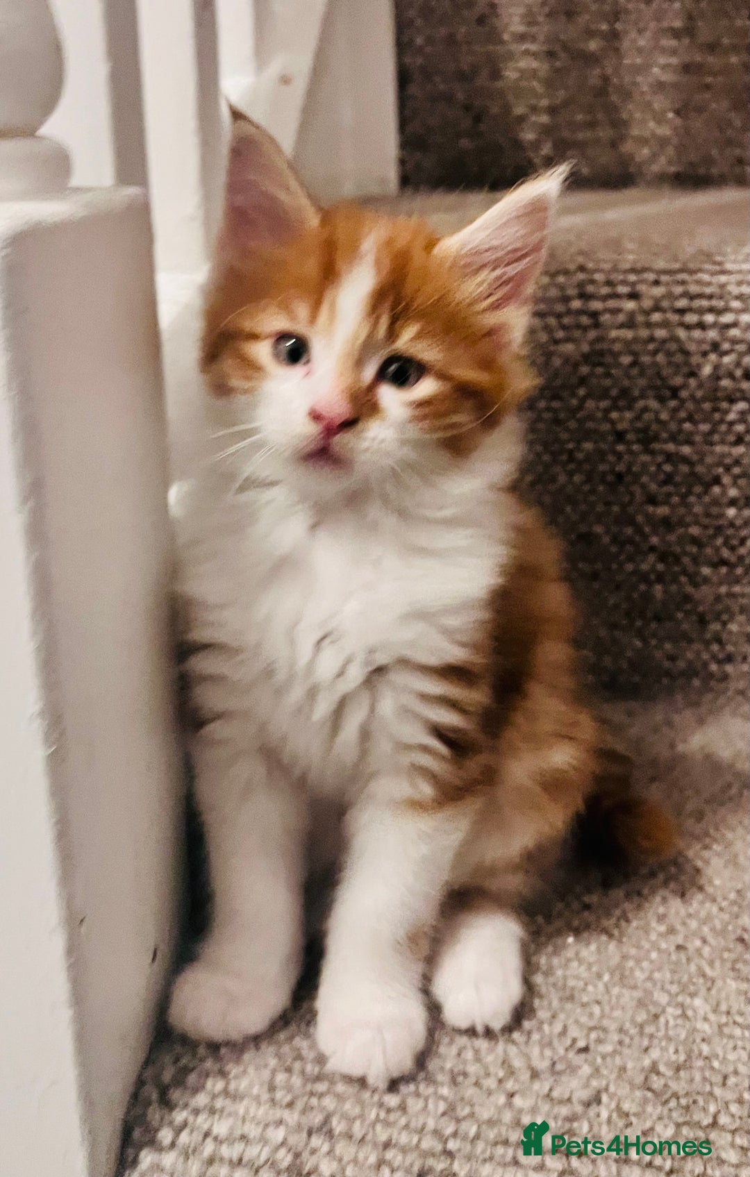 Maine Coon cats for sale: Beautiful Maine Coon x fur babies  - Image 12