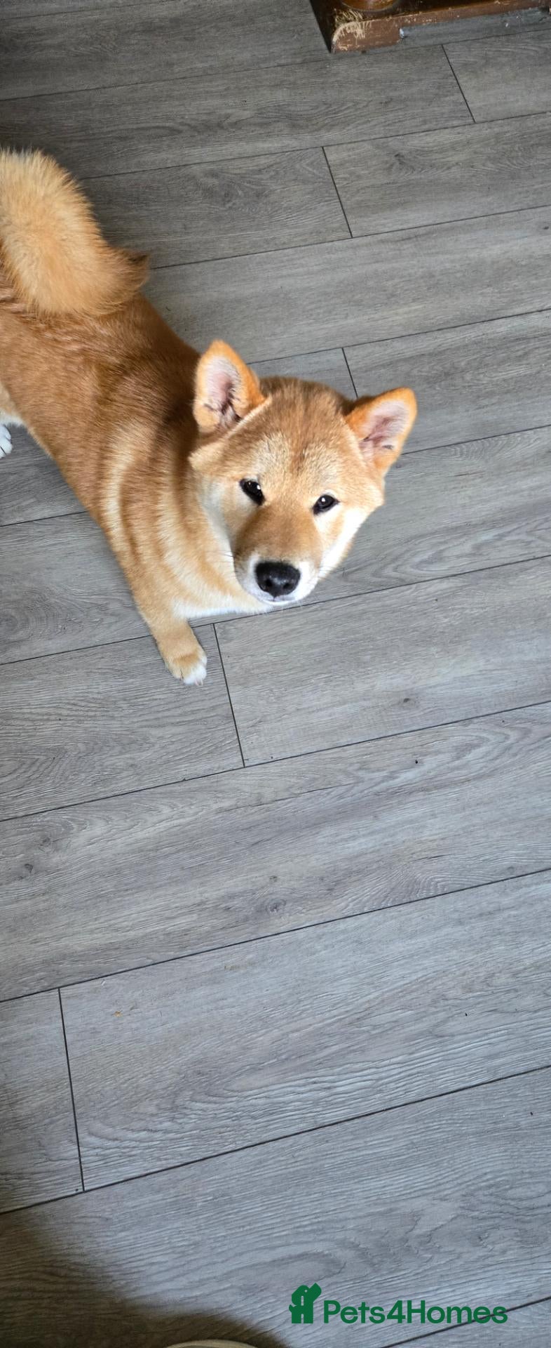 Japanese Shiba Inu dogs Foxy little shibas - Advert 2