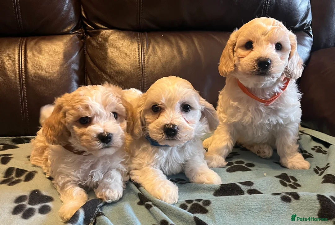 Cavachon dogs for sale: Cute Cavachon x bichon Frise puppies  - Advert 3