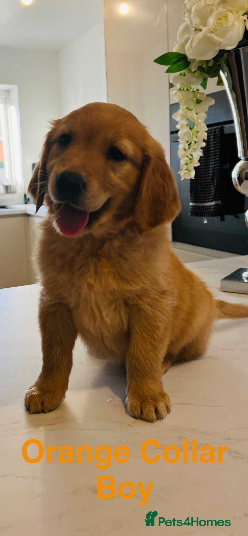 Golden Retriever dogs Kc extensively health tested boys and girls  - Advert 5