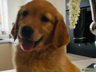 Golden Retriever dogs Kc extensively health tested boys and girls - Advert 5