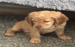 Cockapoo dogs for sale: 8 week old cockapoo - Advert 2
