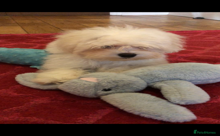 Maltipoo dogs - Advert 4