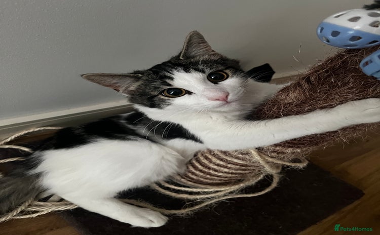 British Longhair cats - Advert 1