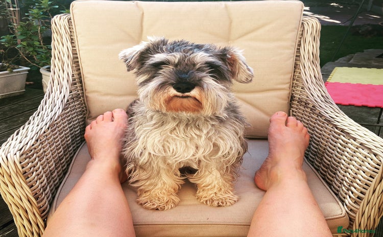 Miniature Dachshund dogs Miniature schnauzer male - Advert 3