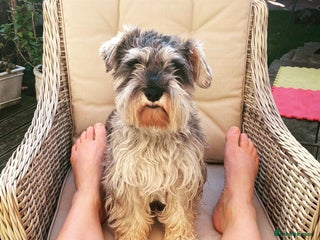 Miniature Dachshund dogs Miniature schnauzer male - Advert 10