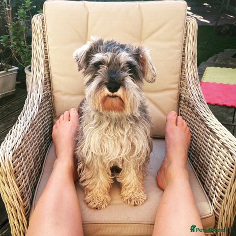 Miniature Dachshund dogs Miniature schnauzer male - Advert 3