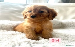 Cockapoo dogs for sale: Gorgeous Cockapoo Puppies  - Image 5