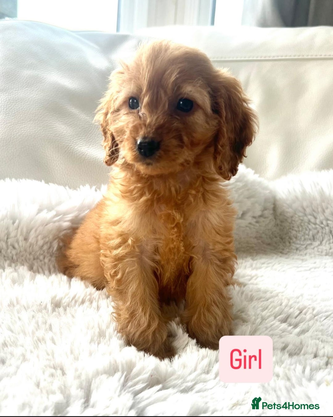 Cockapoo dogs for sale: Gorgeous Cockapoo Puppies  - Image 5