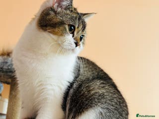 Scottish Fold cats Scottish fold kitten - Advert 5