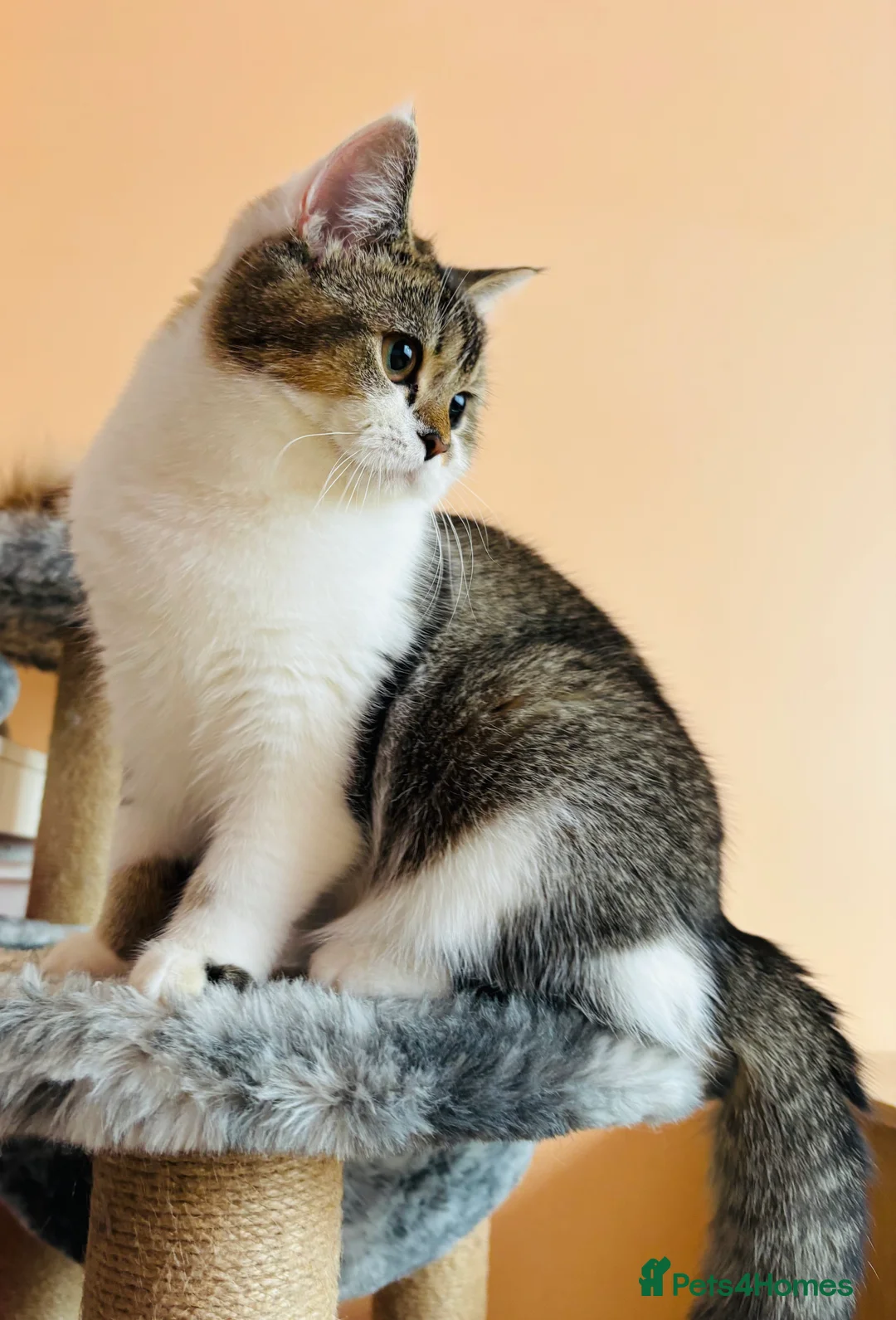 Scottish Fold cats for sale: Scottish fold kitten - Advert 1