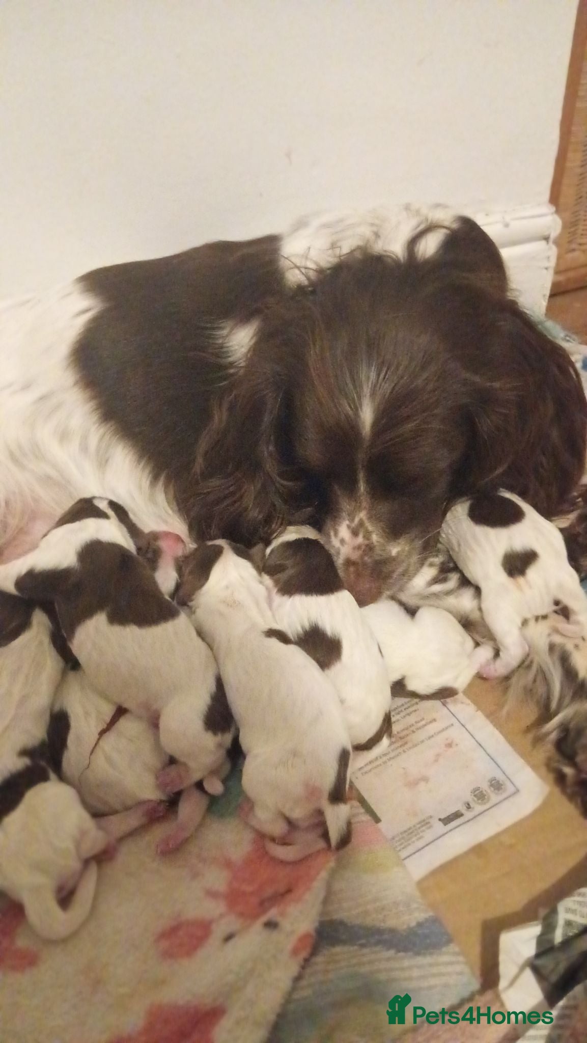 English Springer Spaniel dogs English springer spaniel puppies  - Advert 1