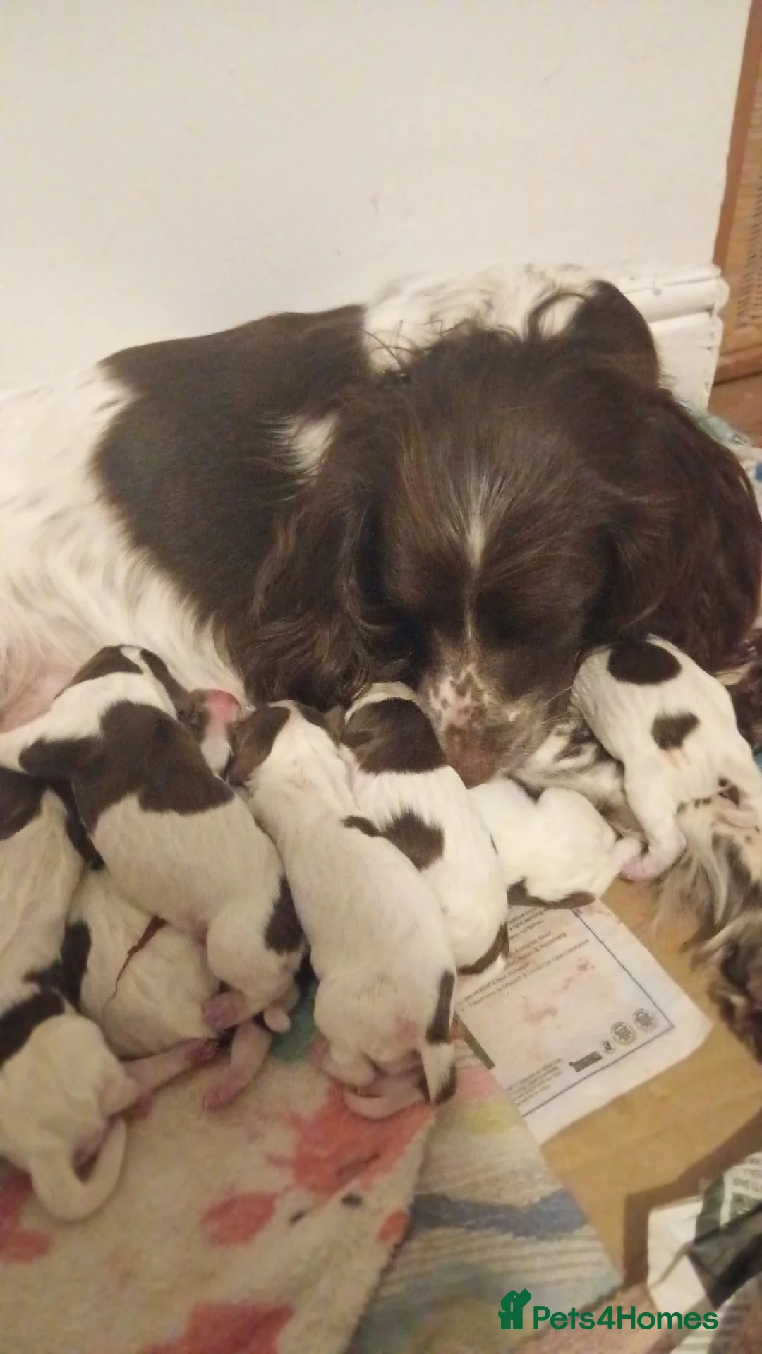 English Springer Spaniel dogs for sale: English springer spaniel puppies  in Blackburn - Advert 1