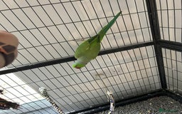 Ringnecks birds for sale: Male Green Ringneck for sale  - Image 2