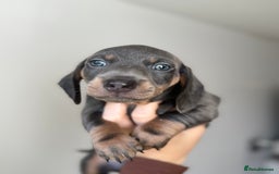 Miniature Dachshund dogs for sale: READY NOW !! mini dachshund pups  - Image 5