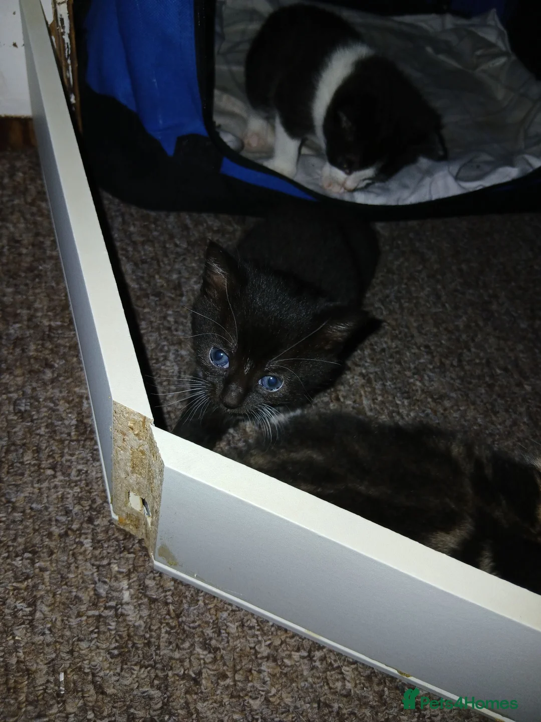 Mixed Breed cats for sale: 3 beautiful kittens  - Advert 1
