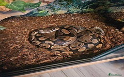 Python Snake reptiles for sale: Female Royal Python  - Image 3