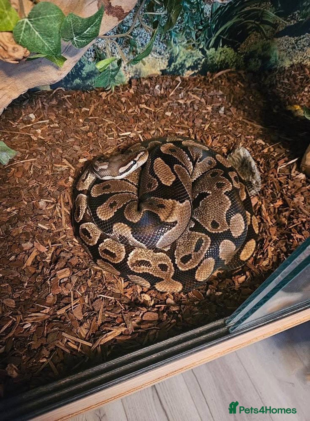 Python Snake reptiles for sale: Female Royal Python  - Image 3