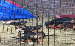 Jack Russell dogs for sale: Jack Russell puppies  - Image 12