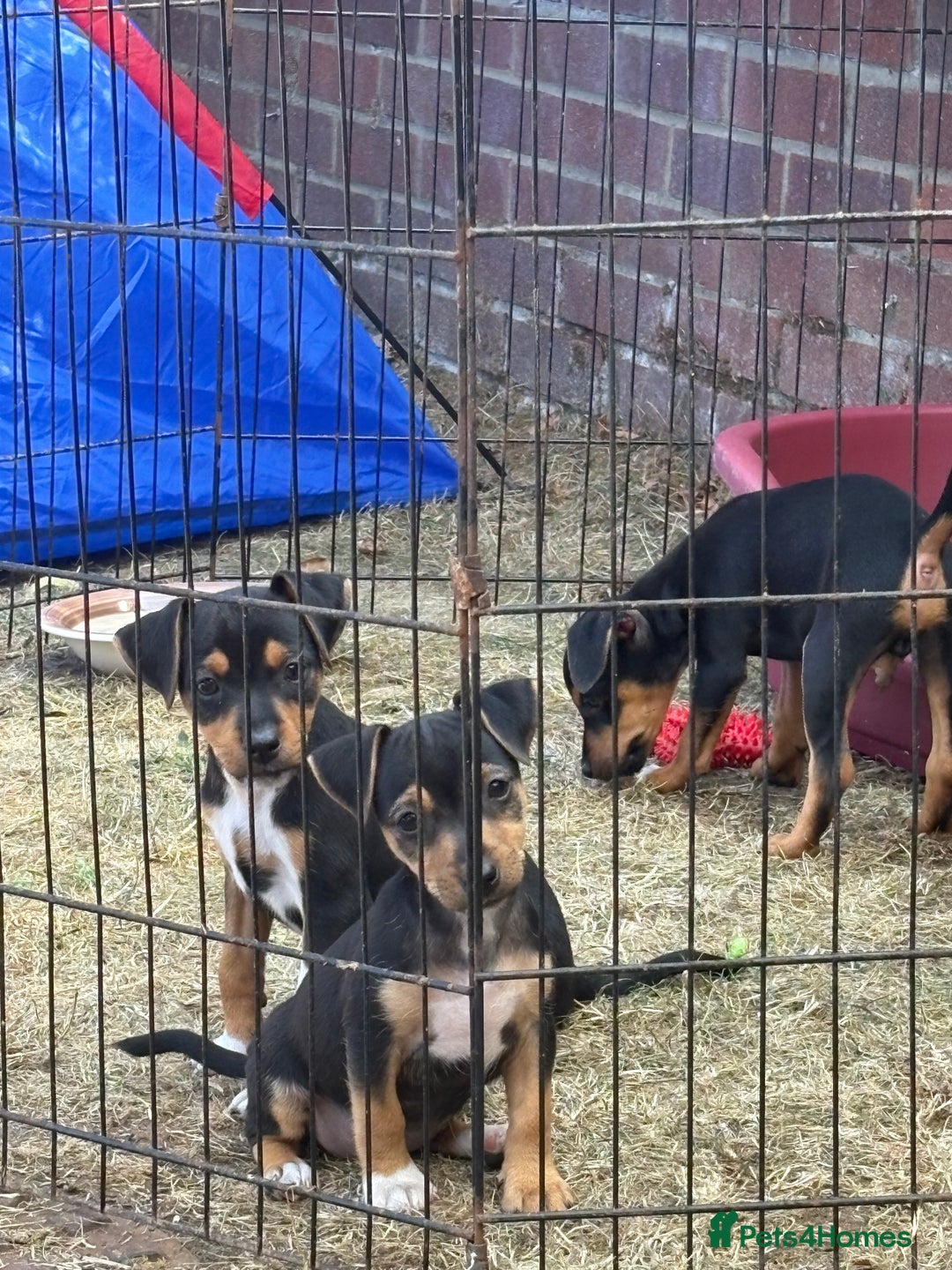 Jack Russell dogs for sale: Jack Russell puppies  - Image 12