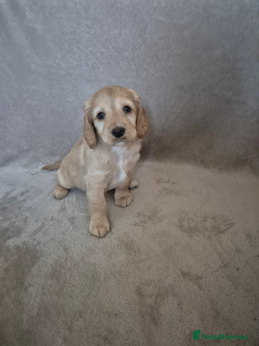Cockapoo dogs for sale: Cockapoo puppies - Image 10