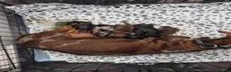 Miniature Dachshund dogs for sale: Ready to Go Beautiful miniature Dachshund  - Advert 2