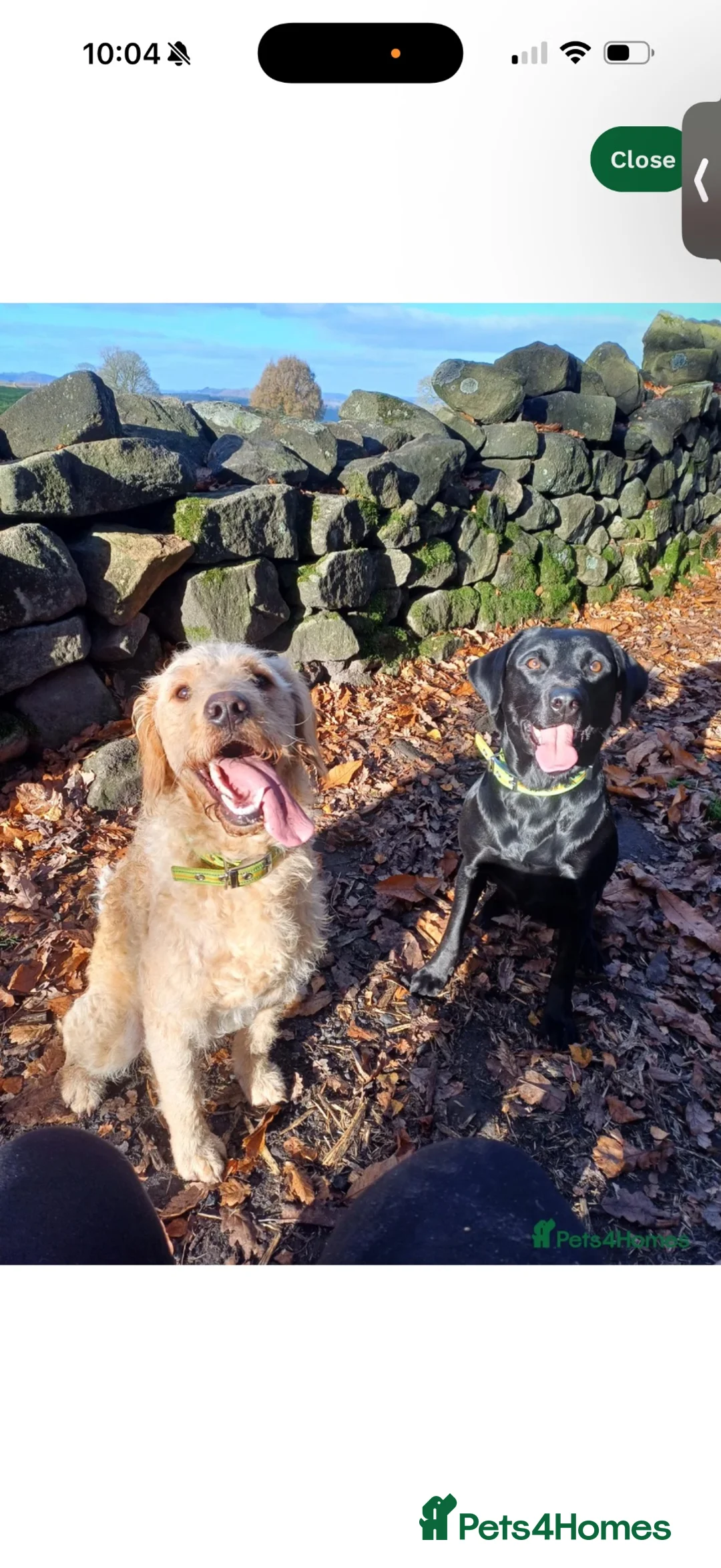 Labradoodle dogs for sale: Black labradoodle in Coventry - Advert 1