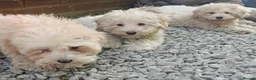 Maltipoo dogs for sale: F1 Maltipoo Puppies For Sale  - Advert 9