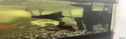 Fancy Goldfish fish for sale: Fluval Roma 240 Aquarium,  in Crook - Advert 6