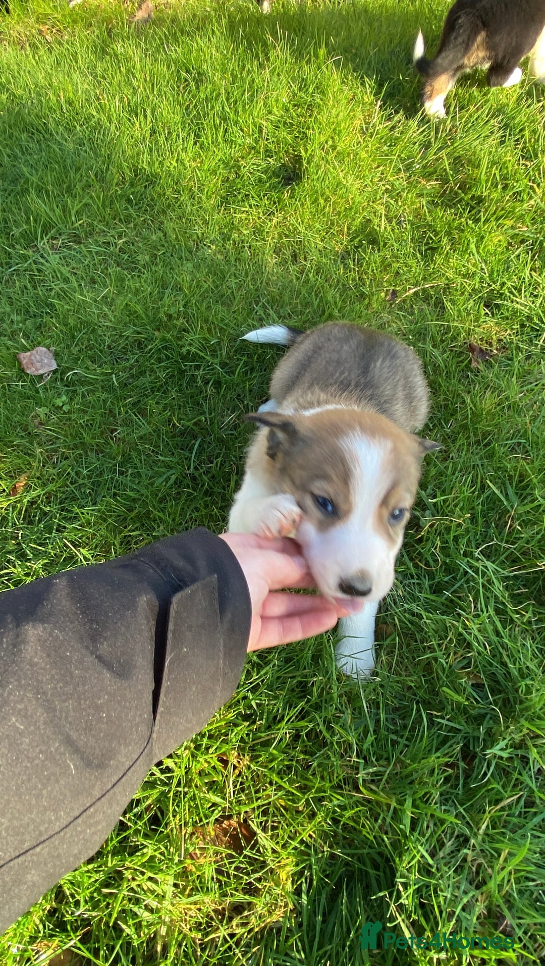 Mixed Breed dogs for sale: Beautiful Welsh Collie x Border Collie Puppies - Advert 19