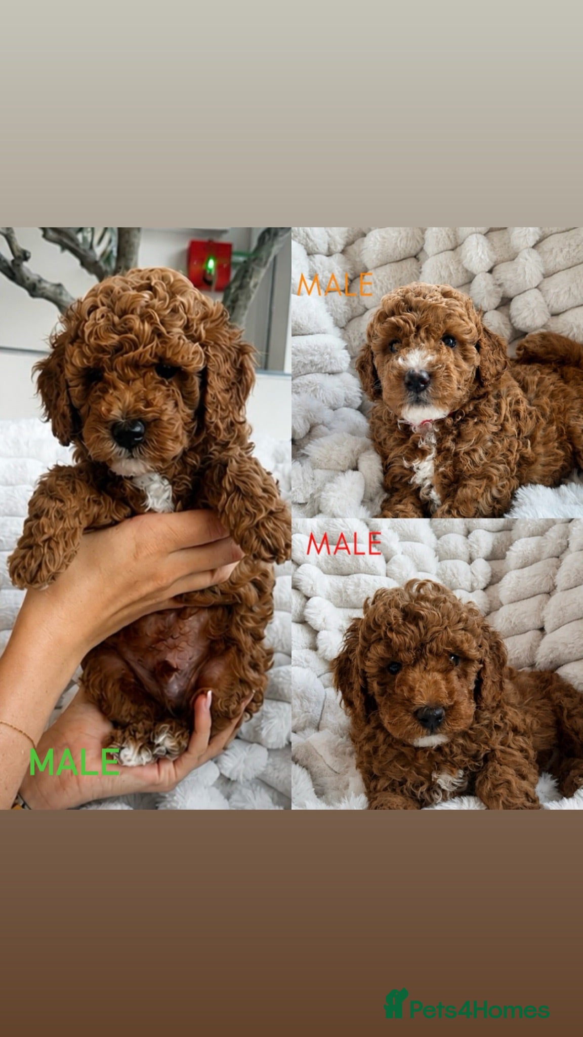 Cavapoo dogs 3 MALE CAVAPOO PUPPIES READY TO LEAVE 🐾 - Advert 1